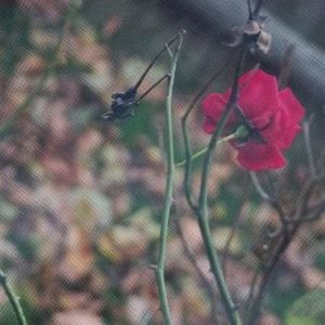 Meet your Posher, Rose